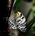Paperkite_Butterfly.jpg